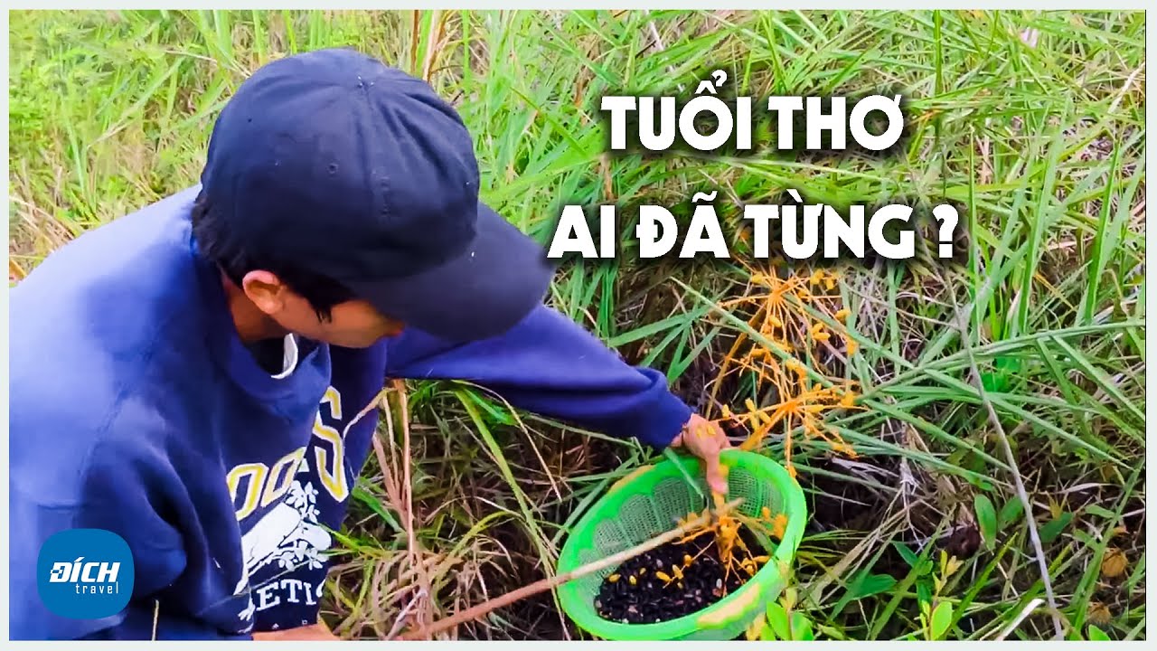 Lên Rừng Hái Chà Là Gợi Nhớ Tuổi Thơ Dữ Dội |Nhật Ký Đất Quảng