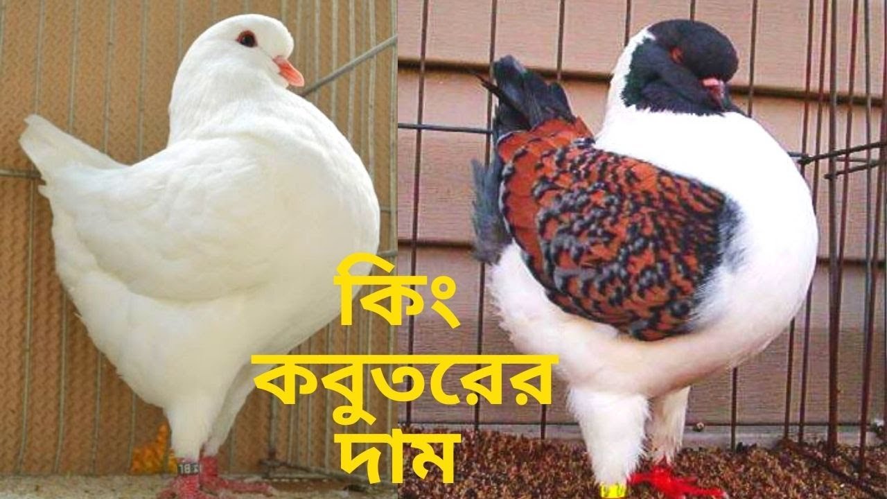 আসল কিং কবুতরের দাম কত?🕊️ কোথায় পাব?- King pigeon price in Bangladesh& India- Pigeon -Pet World