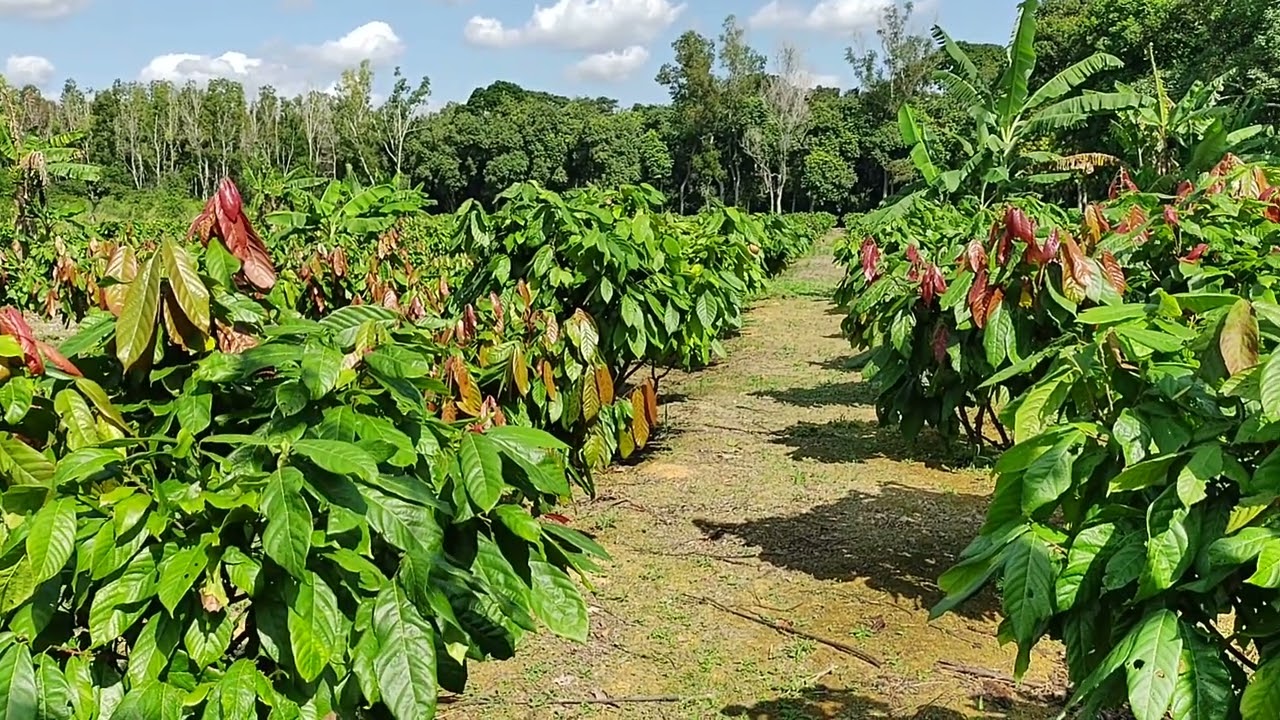 PLANTAR CACAU EM ÁREA ABERTO SEM SOMBREAMENTO SERÁ QUE DÁ CERTO!!