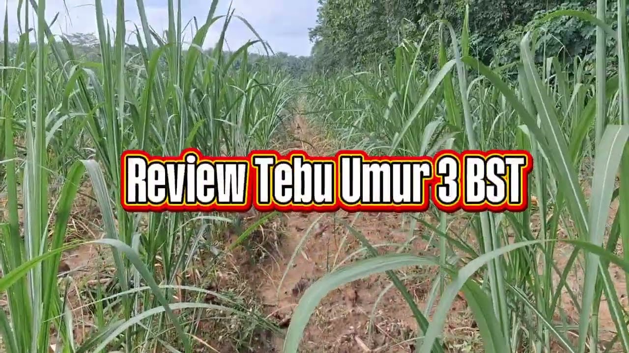 Review Tebu @rusmanatv364 umur 3 BST