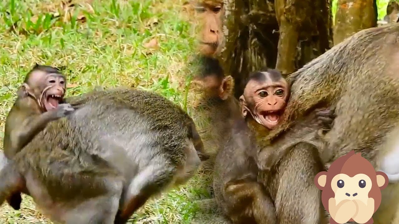 Stubborn baby monkey wants to live a comfortable life, but is strictly taught by his mother monkey