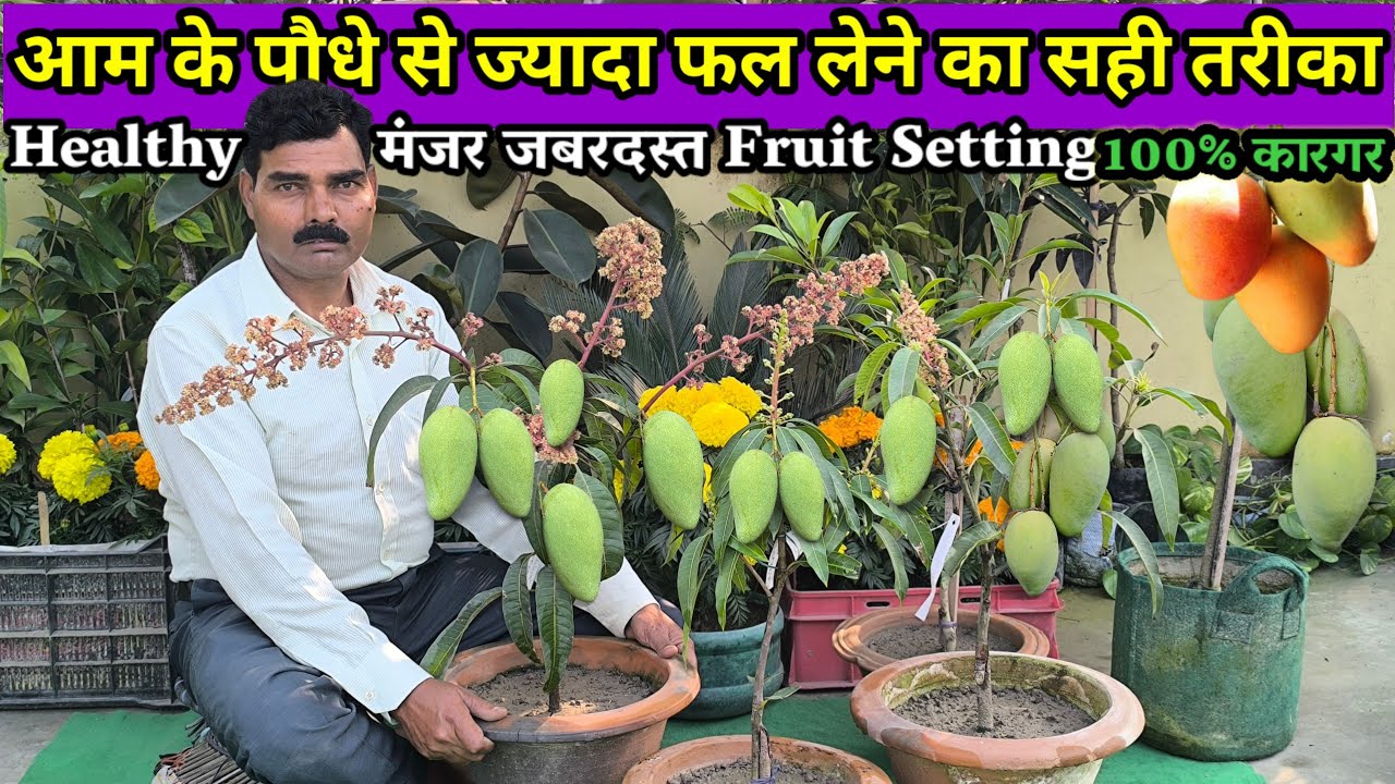 फरवरी में आम के पौधे पर कौन सी खाद दे और कौन सा Spray करें  | Mango Plant Care