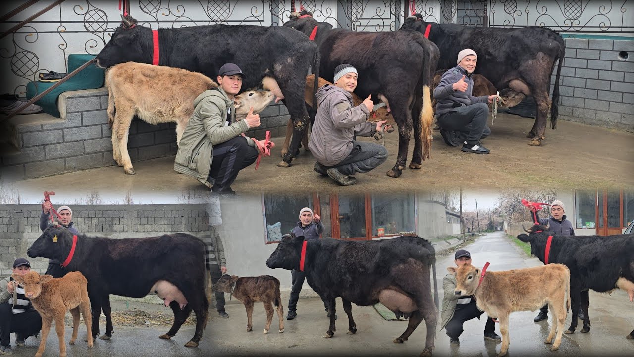 Narx Aytish Mana Bunaqa Bo'ladi Islomjonda 3 Bosh Ona Bola Sigirlar Vopshe Arzon 