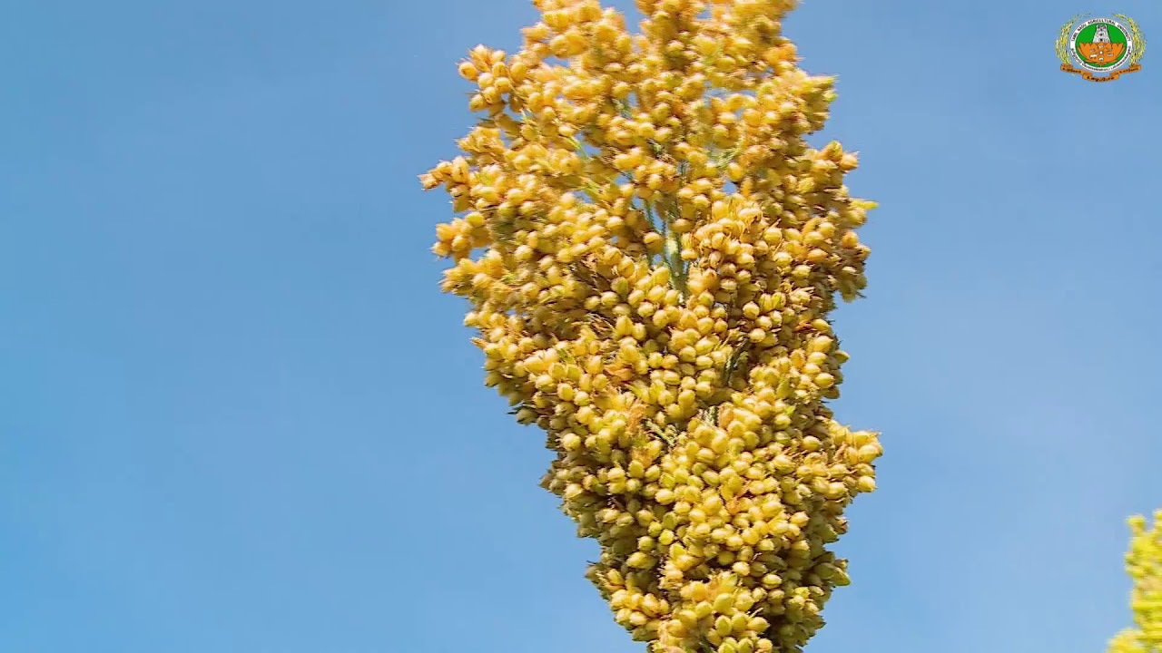 Sorghum variety CO 32