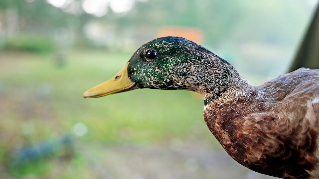 Waterfowl Banding