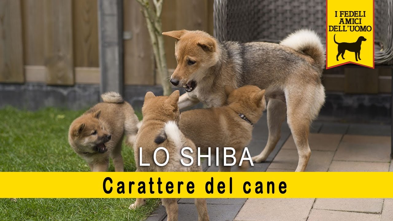 LO SHIBA -  Il carattere del cane