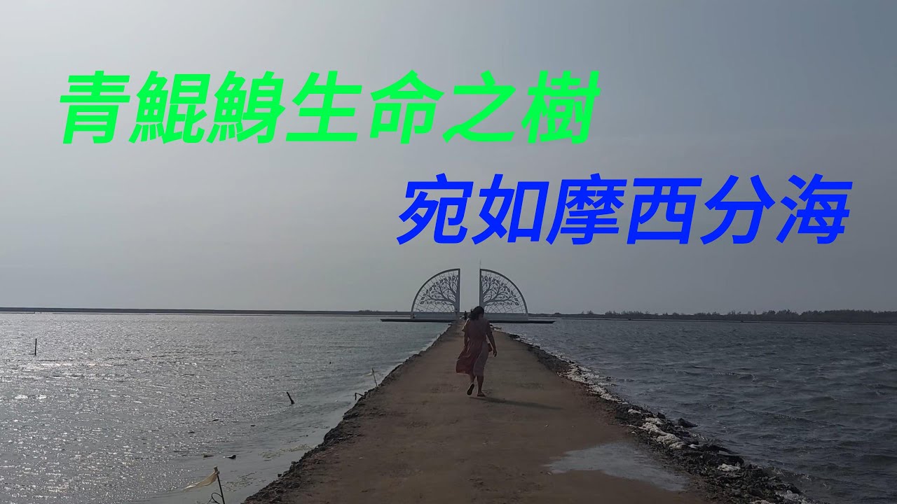 台南青鯤鯓扇形鹽田生命之樹宛如摩西分海