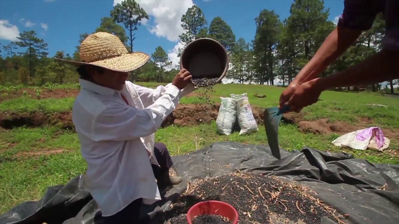 Aporreado, limpieza y secado del grano de frijol
