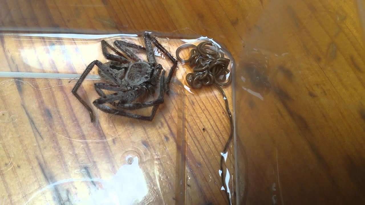 Gordian worm burst or of a huntsman spider