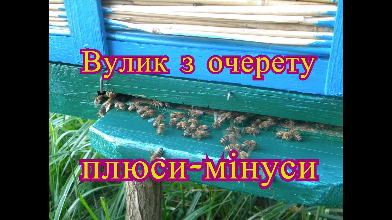 Улей из камыша. Преимущества, недостатки, опыт эксплуатации.