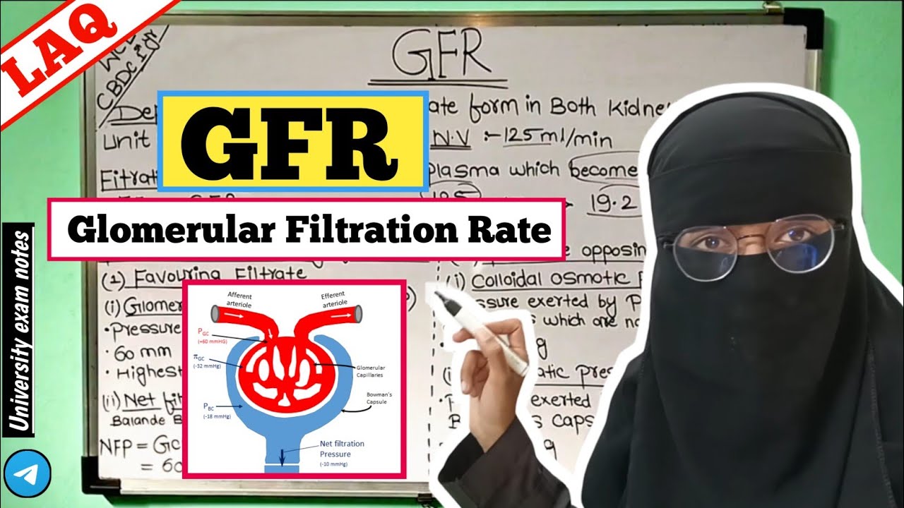GFR | Glomerular filtration rate | gfr physiology | laq #physiology #laq #newvideo 