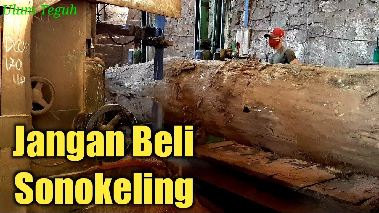 Jangan Beli Sonokeling Sebesar Ini ,Kalau Tidak Berani ,rugi besar