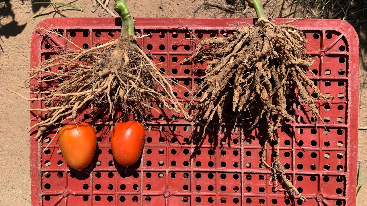 Tomate tolerante ataque de Nematoides, Caniati 🍅