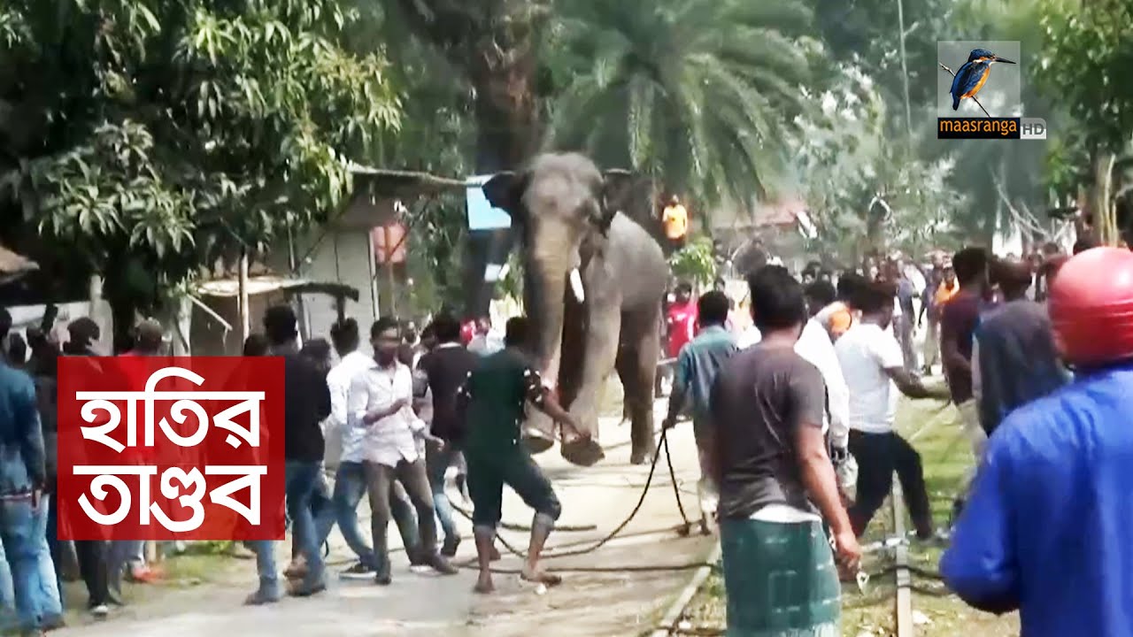 লালমনিরহাটে তাণ্ডব চালিয়েছে সার্কাসের হাতি | Lalmonirhat News | Maasranga News
