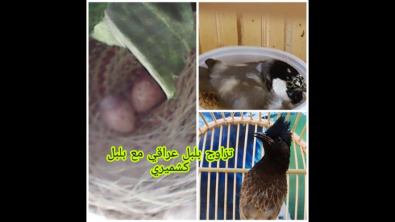 ملخص محاولة أنتاج فرخ مكس من بلبل عراقي VS بلبل كشميري قفص التكاثر رقم 1