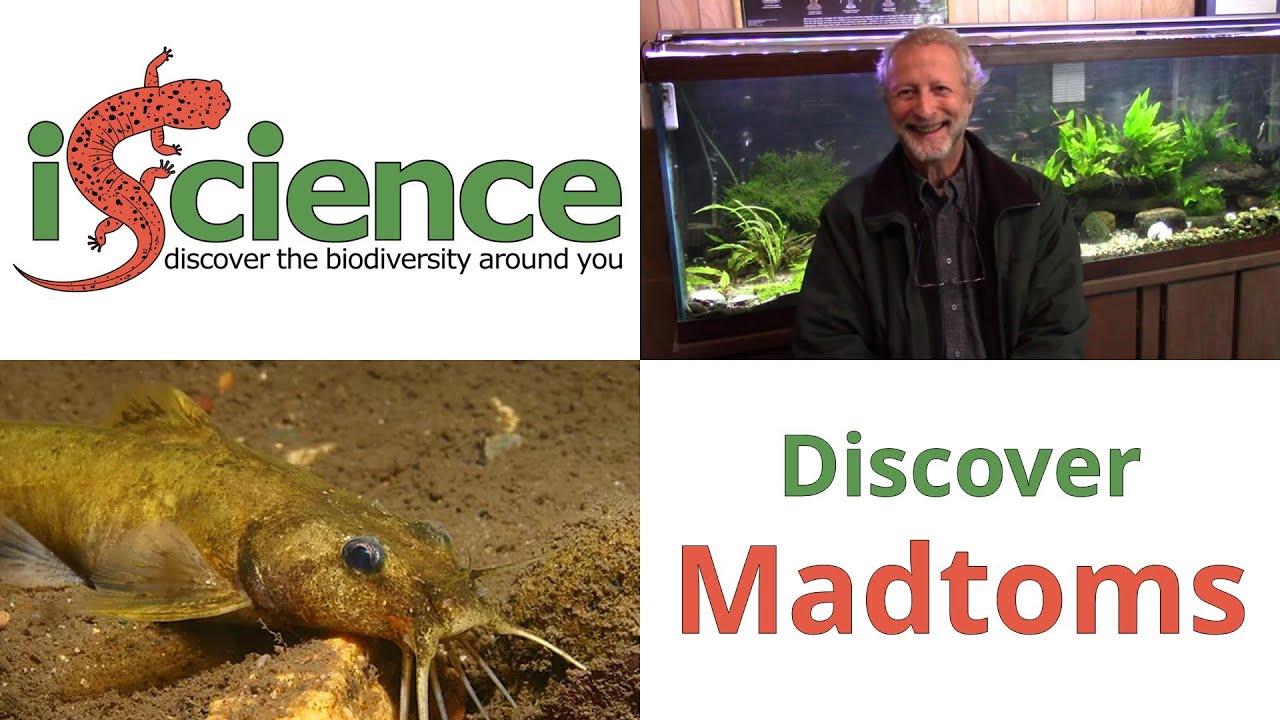 Discover Madtoms