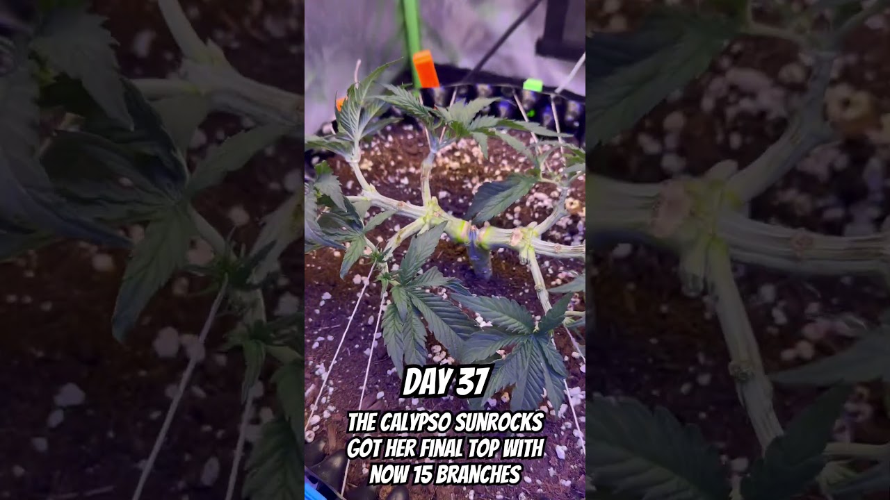 Final Topping Before Beast Mode &ndash; Cannabis Mainlining Day 37 #cannabisgrow #short #shorts