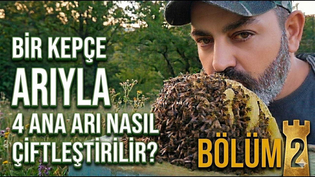 ANA ARI &Uuml;RETİMİ / BİR KEP&Ccedil;E ARI İLE D&Ouml;RT ANA ARI NASIL &Ccedil;İFTLEŞTİRİLİR?