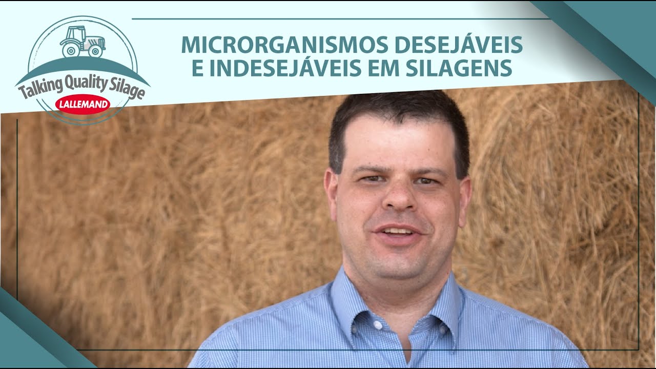 Microrganismos desejáveis e indesejáveis em silagens