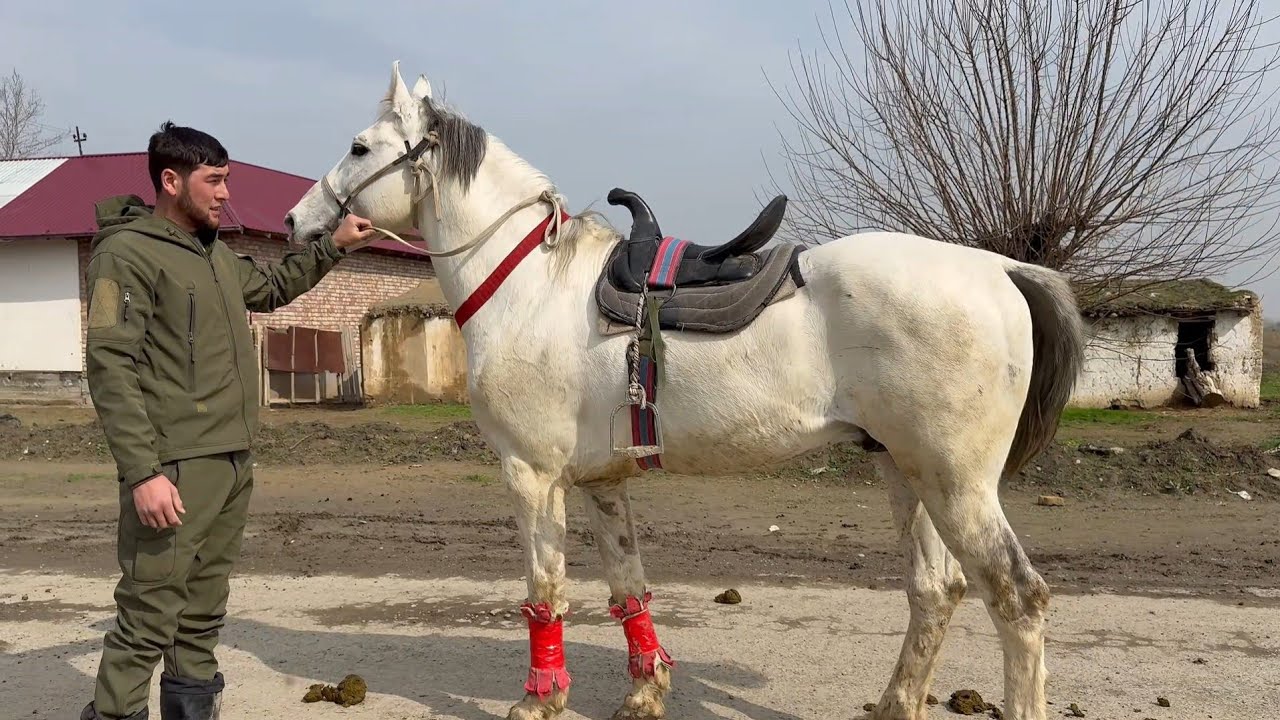 ОТНИ УЛОГИ КАФОЛАТ НОМИ ПАДДЕШКА КОРАБАЙИР ОТ..#horse #uzbekiston #otbozor 