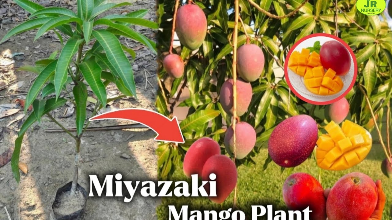Miyazaki Mango Grafting Plant ' मियाज़ाकी आम ग्राफ्टिंग पौधा ' Contact=7319025592
