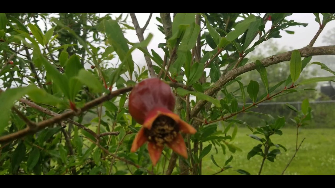Wonderful Pomegranate Tree