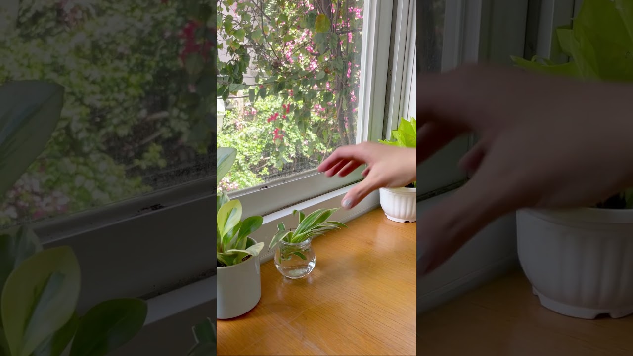 Propagate baby Spider Plants with us #houseplants #spiderplant #propagation #plants