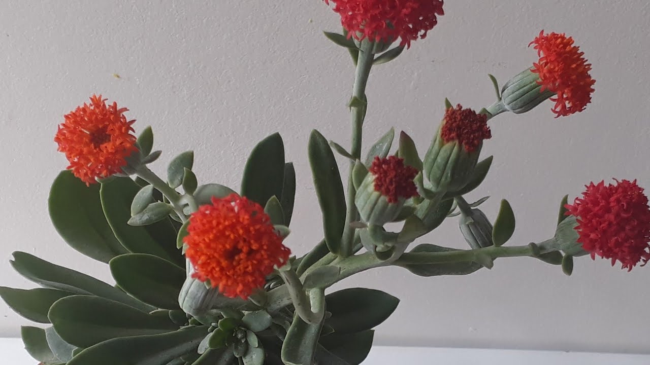 Senecio Cephalophorus e sua linda floração #seneciocephalophorus