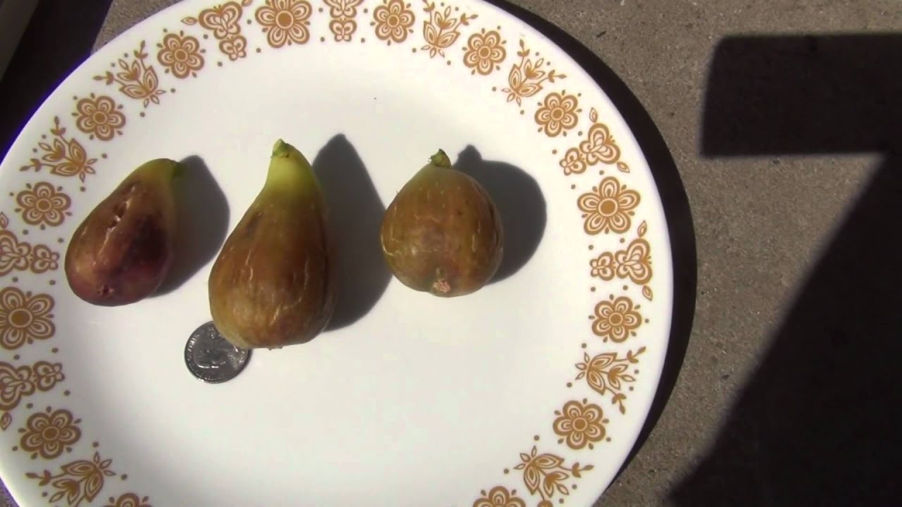Brunswick Figs