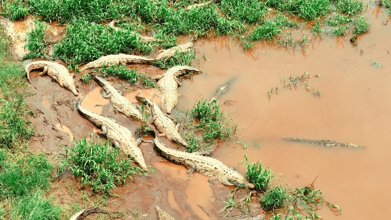 EL GARRA -  ANIMAL 🐊