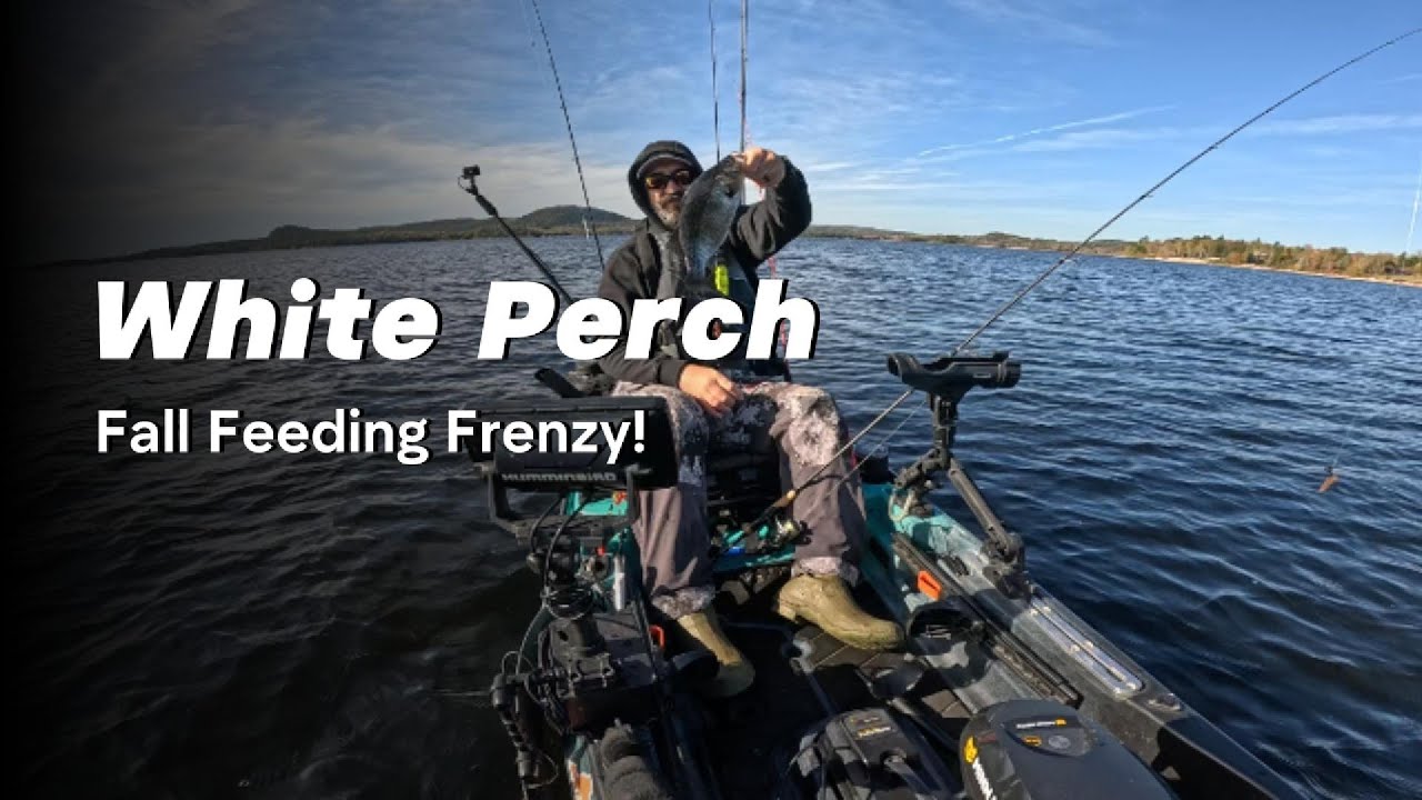 White Perch Fall Feeding Frenzy!