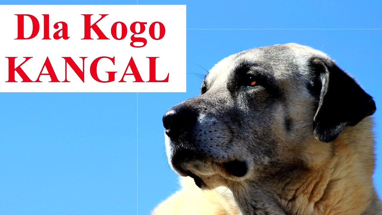 Dla Kogo KANGAL