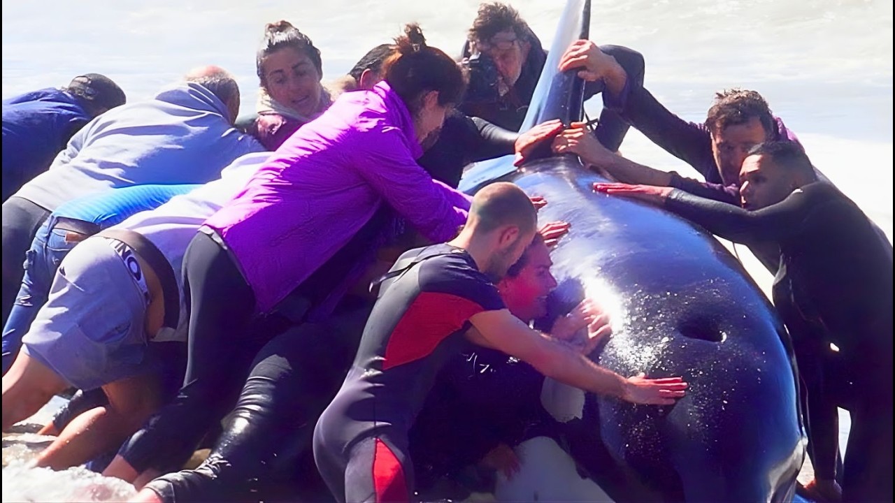 10 Mins of Orca Rescues That'll Make your Day Better