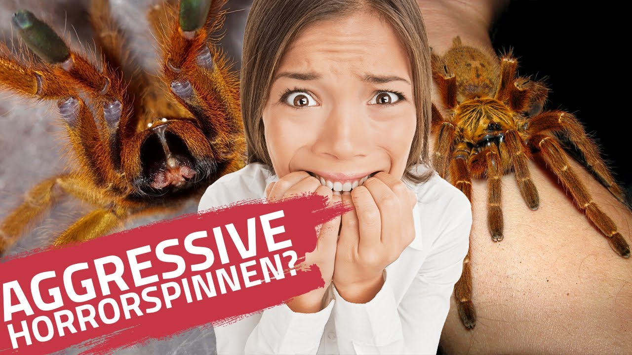 Aggressive Spinnen - Gibt es sie? | Wann beißen Spinnen und warum? | Pterinochilus murinus  (OBT)