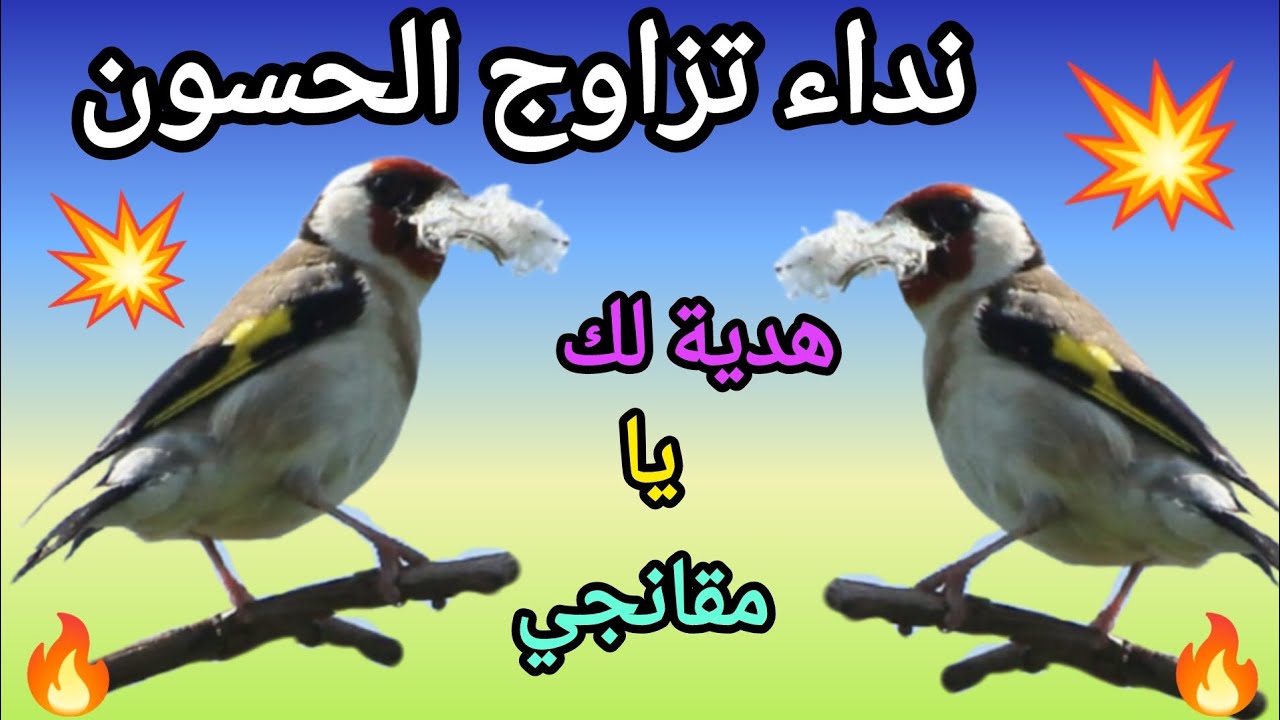 بتبتة وستسستة حسون تهيج حسونك على تغريدة ورقصة التزاوج لا تحرم طيورك من الرقص ستبهر من اول تانية نار