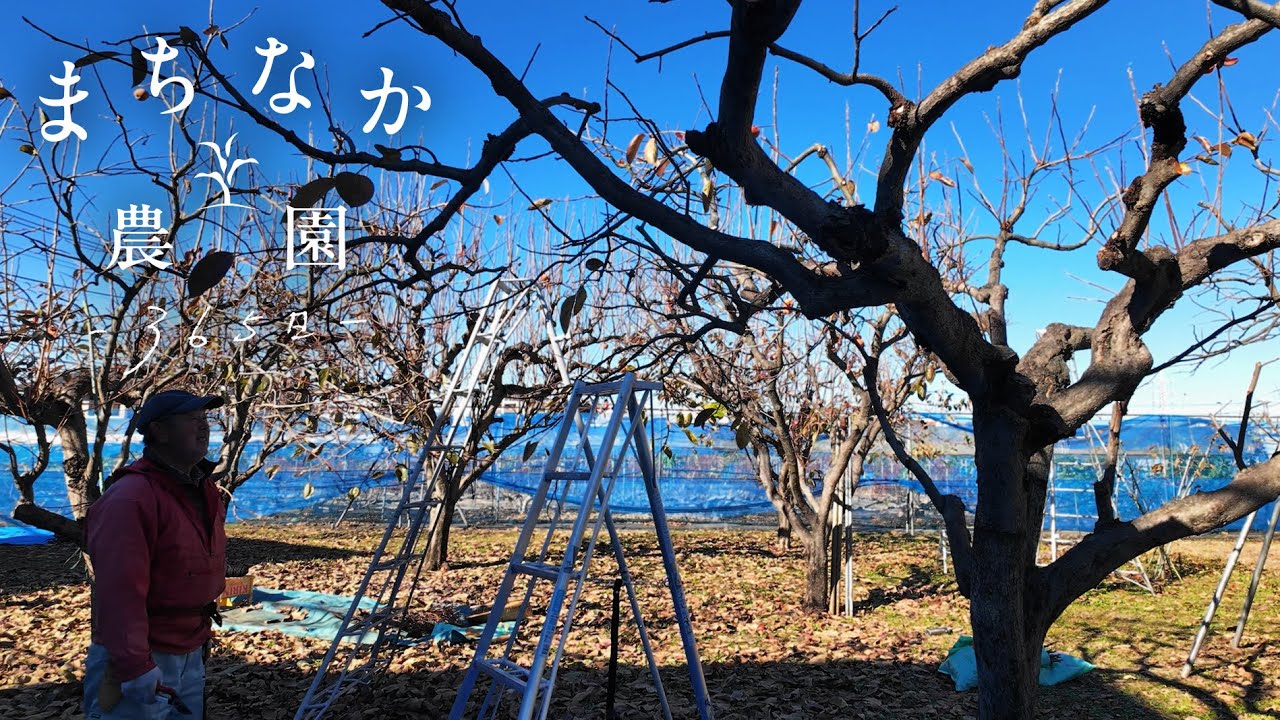 #11 冬のつとめ｜柿の剪定