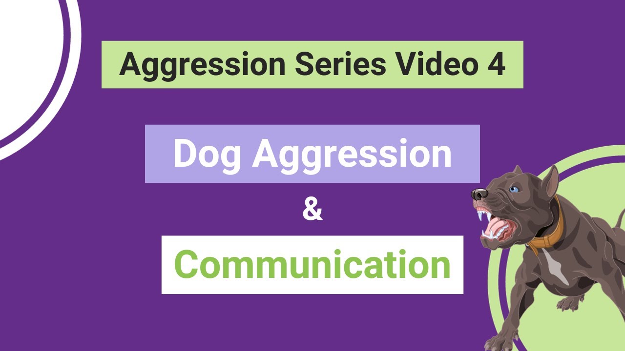 Агрессия собак и стекирование триггеров &mdash; серия &laquo;Агрессия собак&raquo;. Видео 4