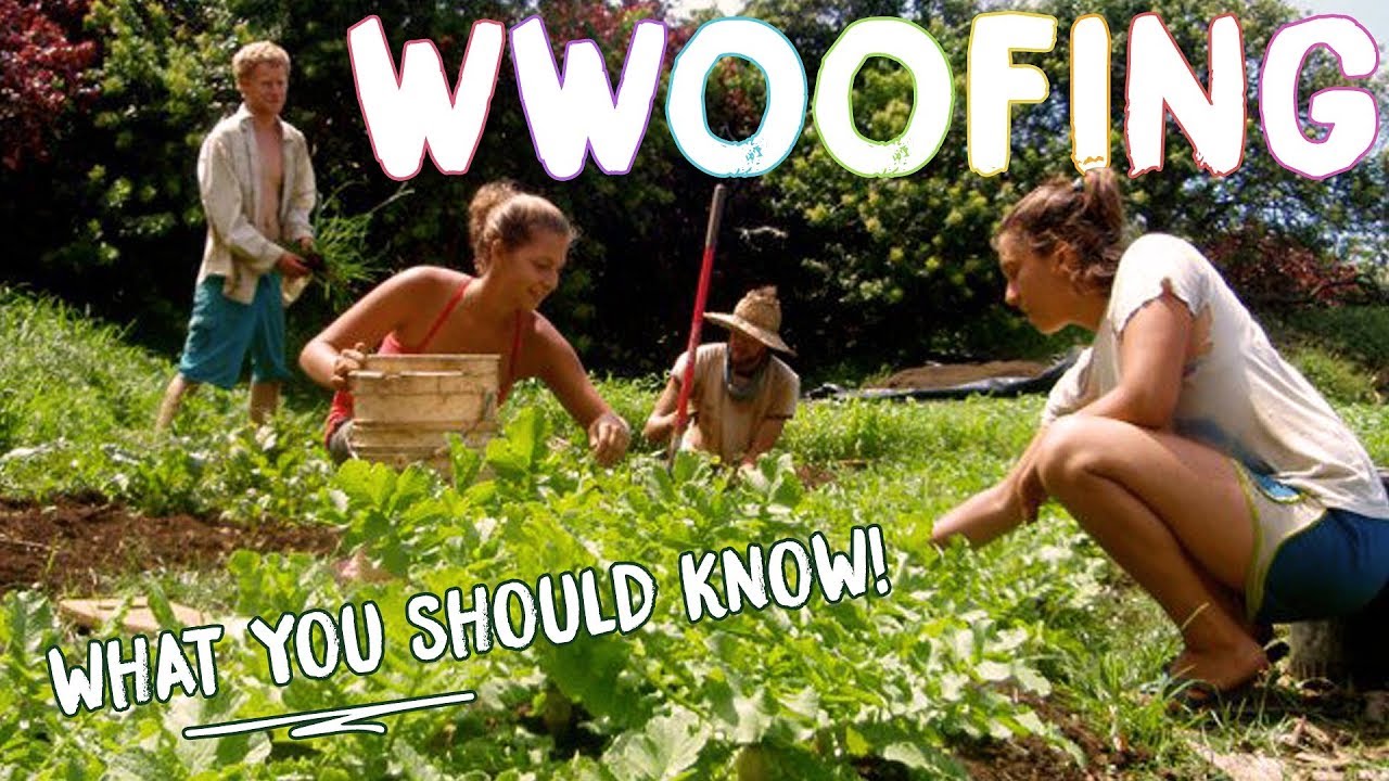 HOW TO WWOOF FOR BEGINNERS - THE BASICS FOR WORK + CHEAP TRAVEL