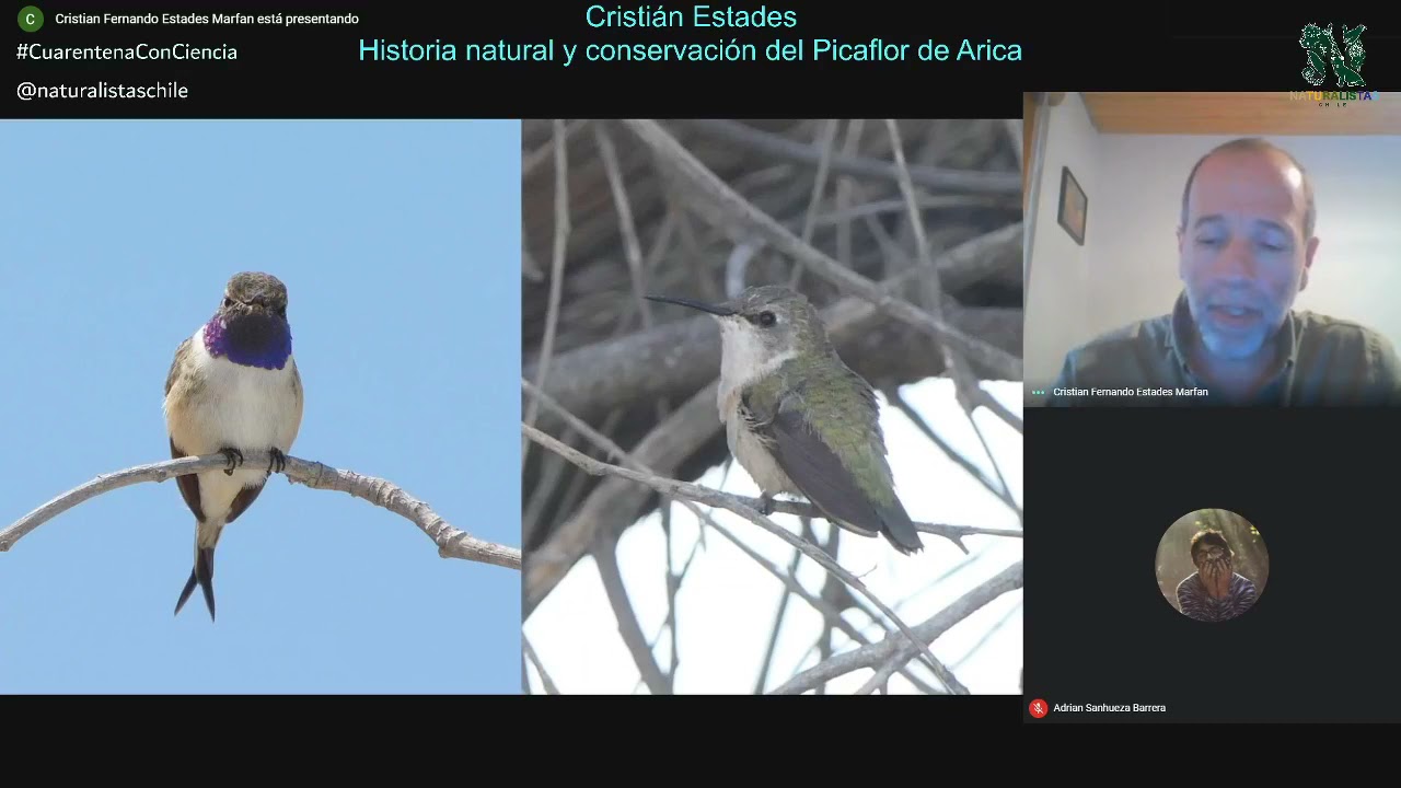 Cristián Estades - Historia natural y conservación del Picaflor de Arica