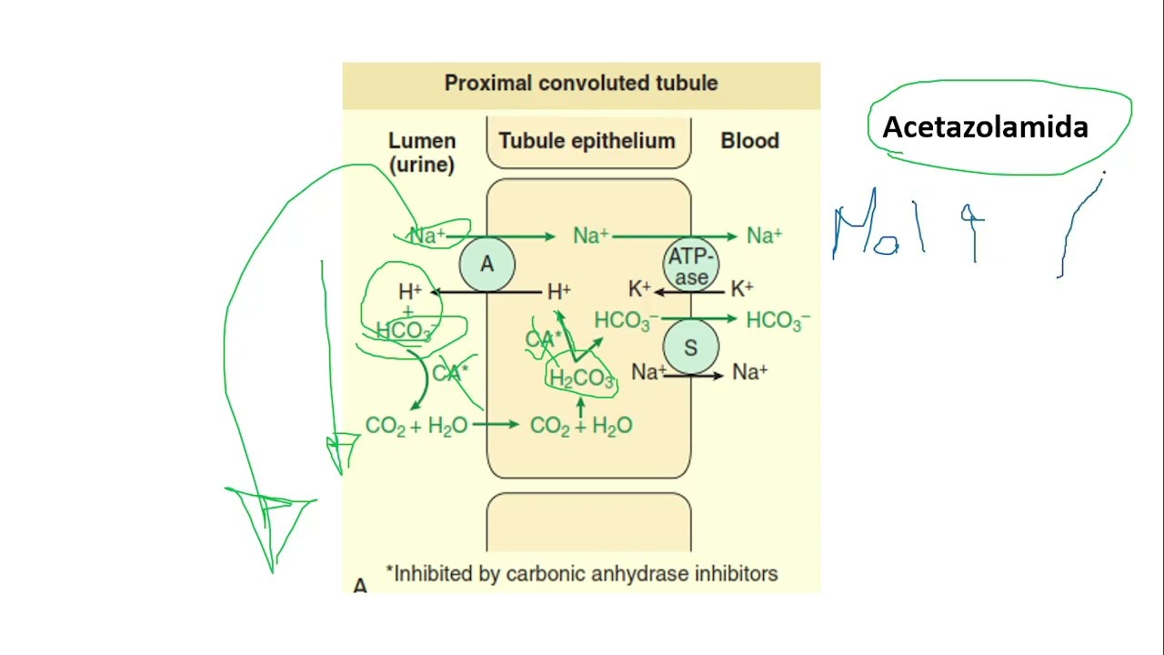 Anhidrasa Carbónica: Acetazolamida, Dorzolamida. Reabsorción tubular, humor acuoso, ácido gástrico.