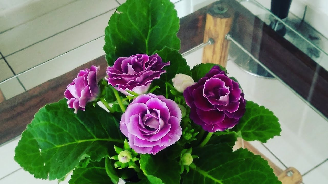 7 COISAS INTERESSANTES SOBRE A FLOR GLOX&Iacute;NIA