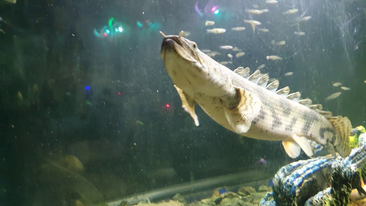Giant Bichir