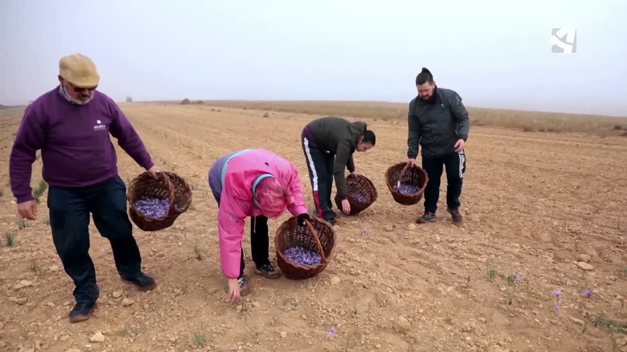 La complicada y sacrificada recogida del azafr&aacute;n