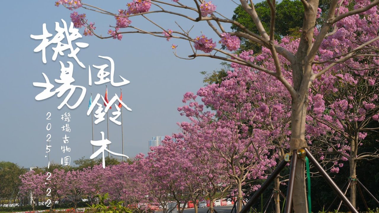 東涌 #機場古物園 #紫花風鈴木 開了 4K