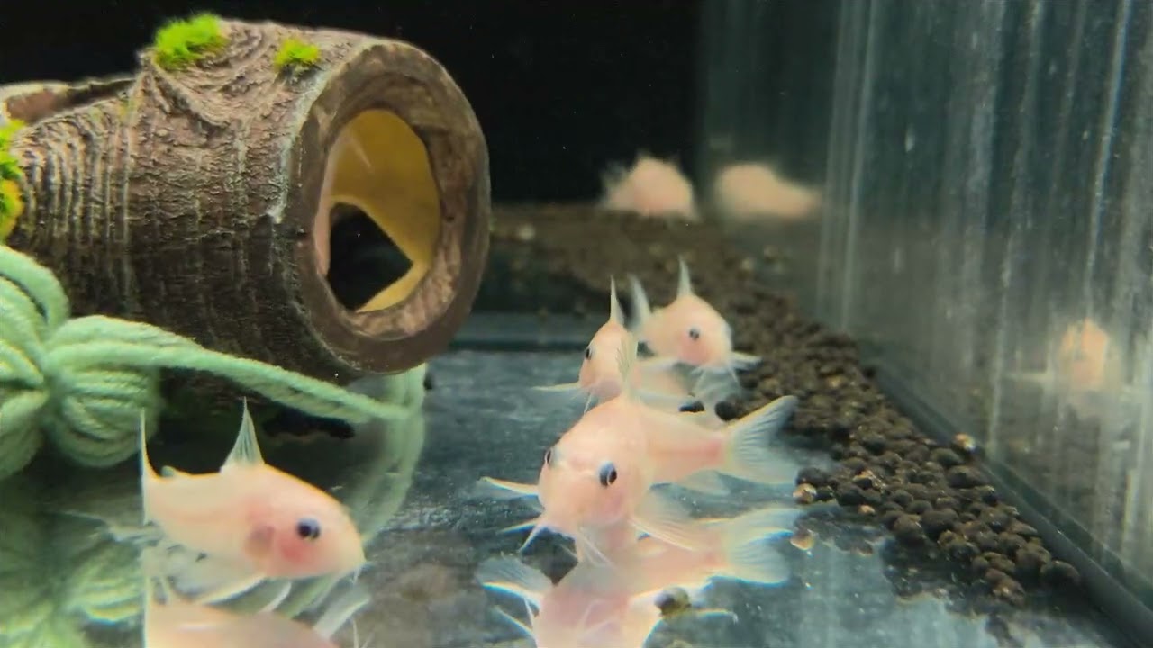 Zwiastun kanału. Hodowla Kosmo 