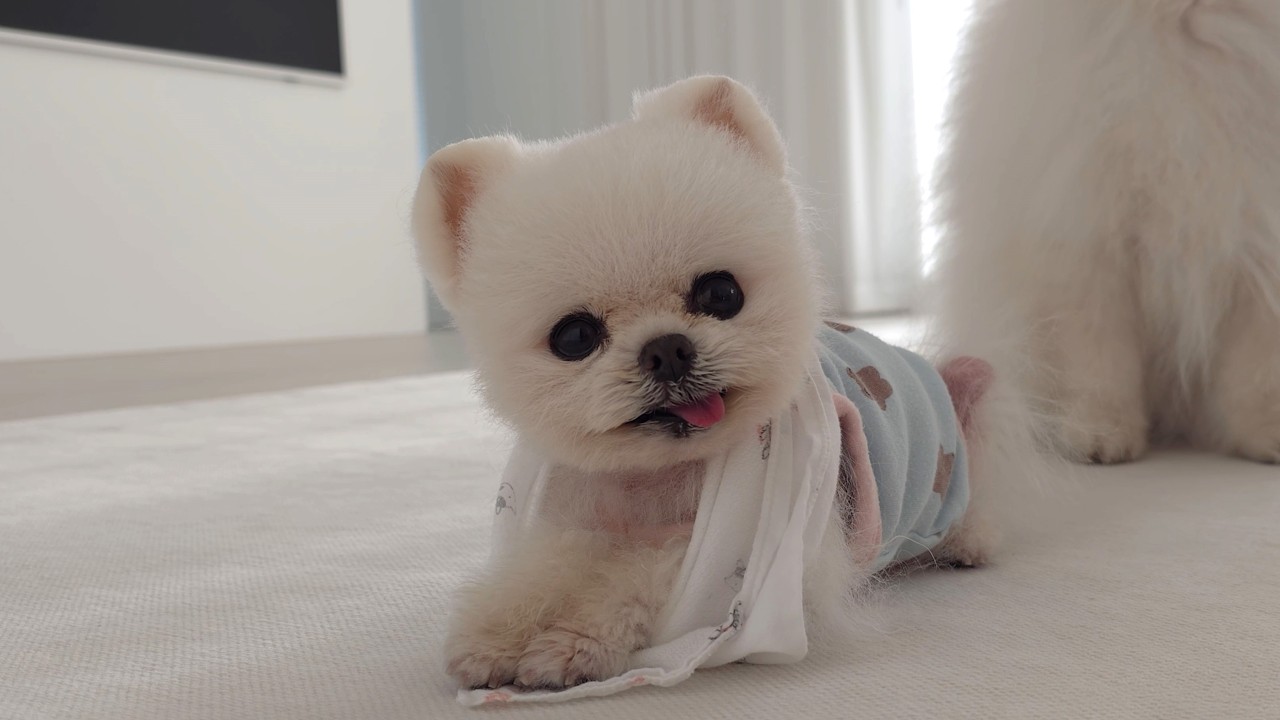 Help, mijn puppy is gevangen door een spook!