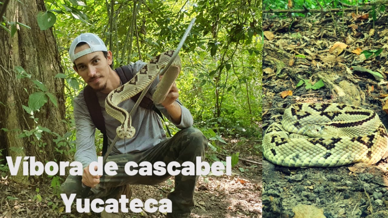 Cascabel Yucateca | Una serpiente venerada por los Mayas | Yucatán Netropical Rattlesnake.