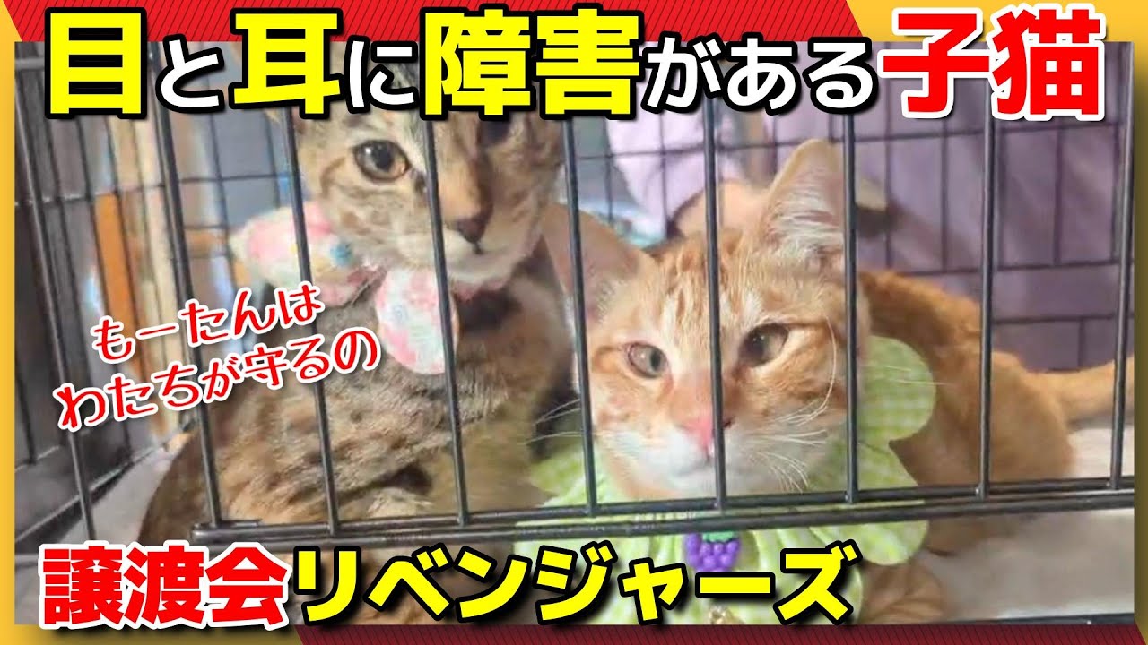 【神戸保護猫】目と耳に障害がある子猫 譲渡会リベンジャーズ
