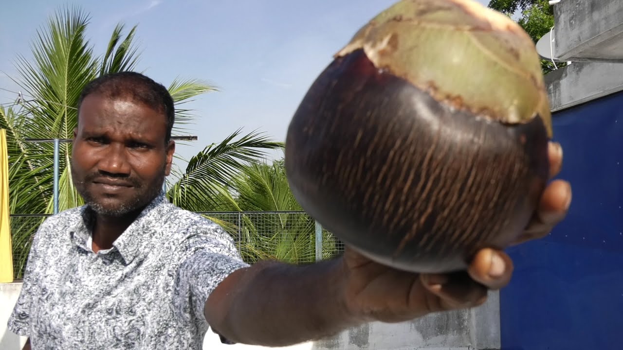 ASMR / PALM FRUIT VISUAL TINGLES help your sleep