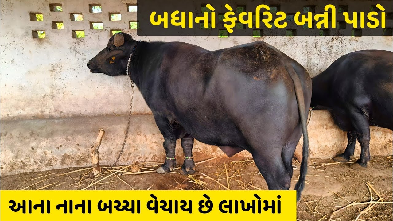 તરણેતર મેળો વિનર બાઘીયો પાડો👌જોઇને ખુશ થઈ જશો🔥Tarnetar Mela Winner Bull 🐂 | Must Watch Champion! 